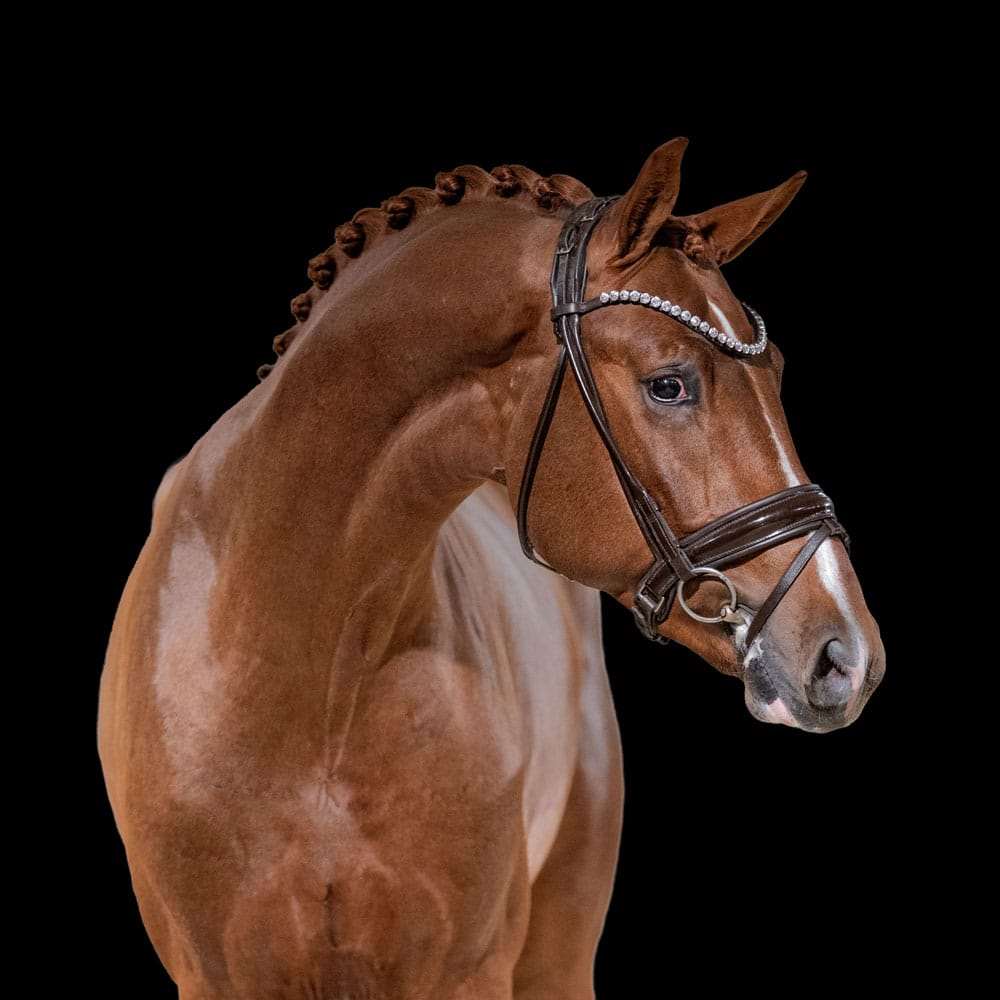 Smart Choice Stallion